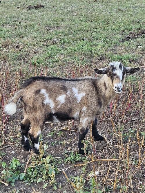 Nigerian Dwarf (Nigerian Dwarf) in Carson, ND
