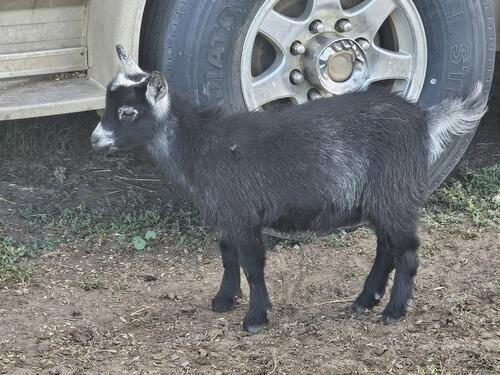 Nigerian Dwarf (Nigerian Dwarf) in Carson, ND