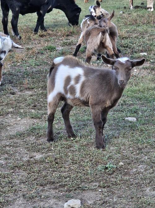 Nigerian Dwarf (Nigerian Dwarf) in Carson, ND
