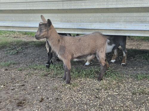 Nigerian Dwarf (Nigerian Dwarf) in Carson, ND