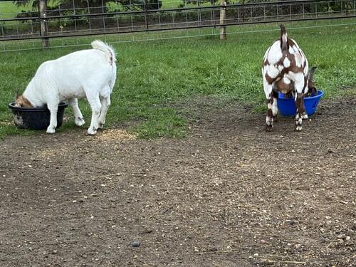Goat (Goat) in Ryder, ND