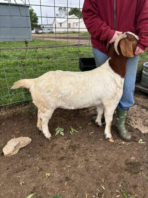 Boer (Boer, 3 yrs) in McIntosh, SD