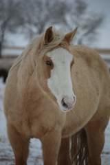 DDquarterhorses's Profile Photo