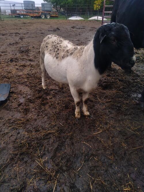 Dorper (Dorper) in Adams, ND
