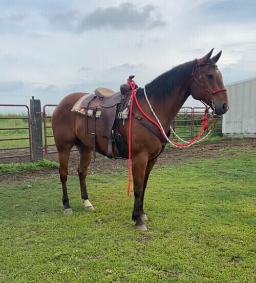 Quarter Horse (Quarter Horse, Gelding) in Dunn Center, ND