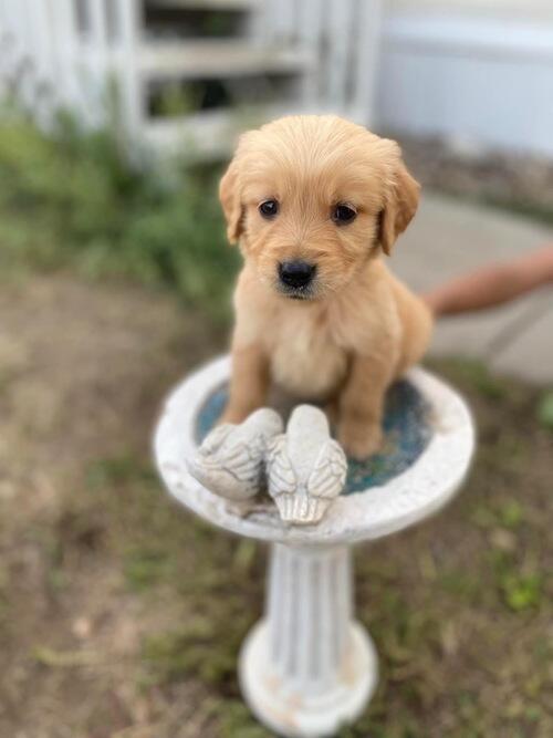 Golden Retriever