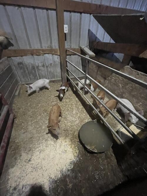 Pig (Pig) in Dickey, ND