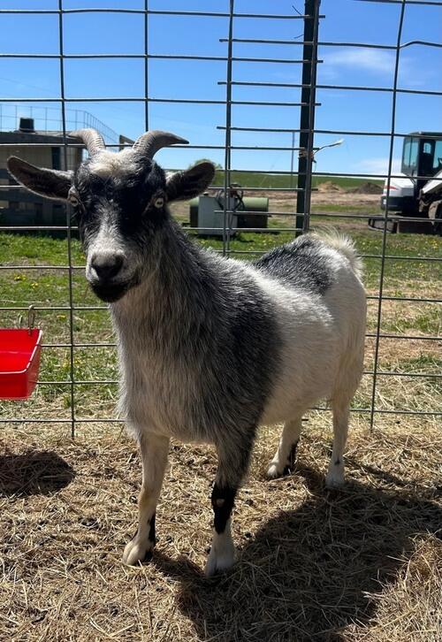 Nigerian Dwarf (Nigerian Dwarf, 2 yrs) in Bismarck, ND