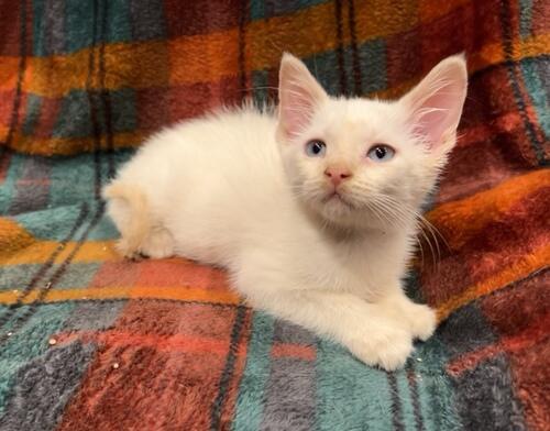 Siamese (Siamese) in Lake City, SD