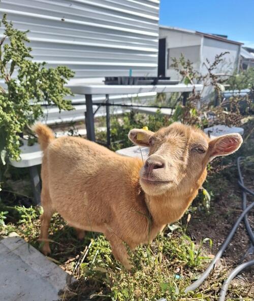 Nigerian Dwarf