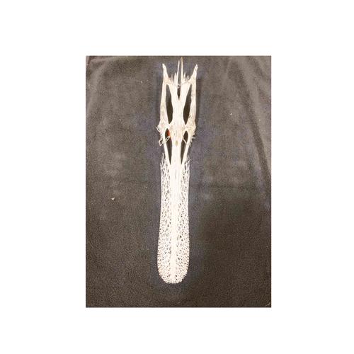 Dermestid Beetle Skull cleaning/European mounts Taxidermy Mandan, ND