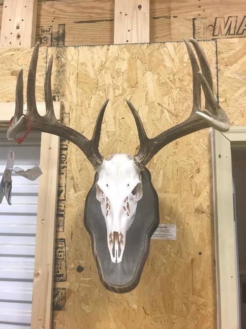 Dermestid Beetle Skull cleaning/European mounts Taxidermy Mandan, ND