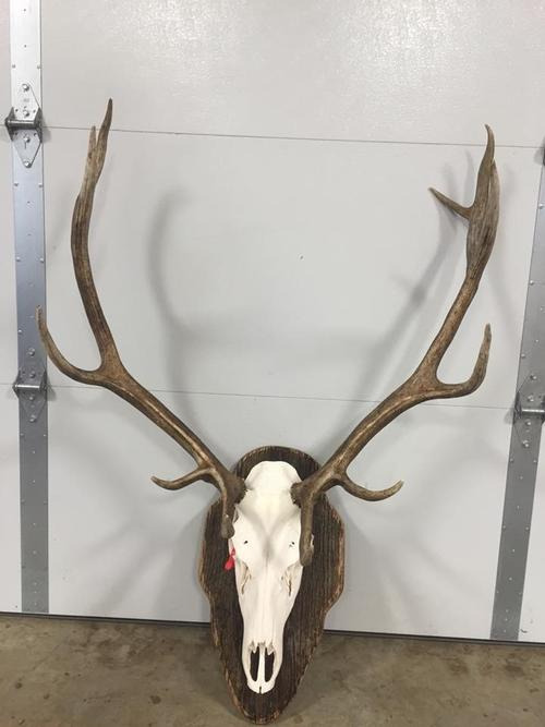 Dermestid Beetle Skull cleaning/European mounts Taxidermy Mandan, ND