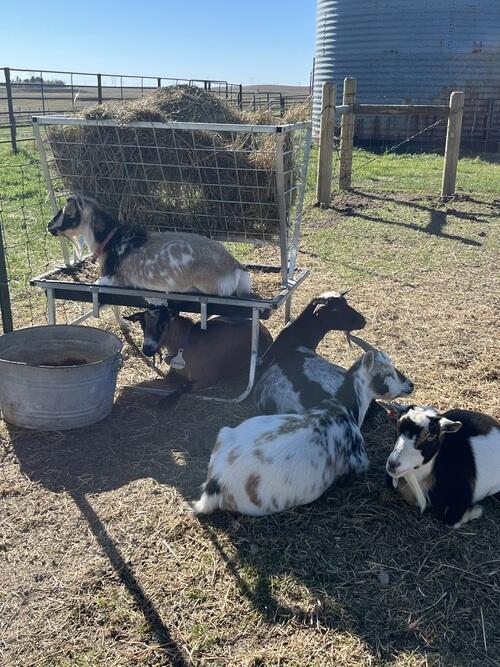 Nigerian Dwarf (Nigerian Dwarf) in Bowman, ND