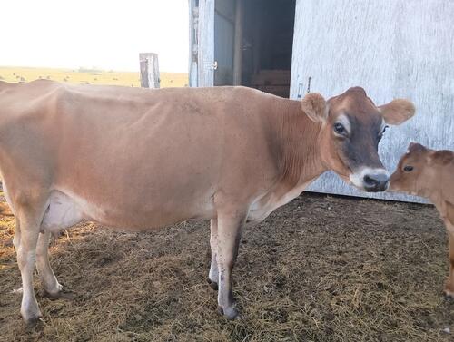 Jersey (Jersey) in Elgin, ND