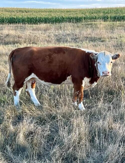 Hereford (Hereford, 4 yrs) in Regent, ND