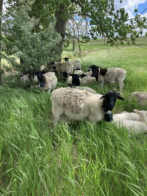 Dorper (Dorper, 24 yrs) in Regent, ND