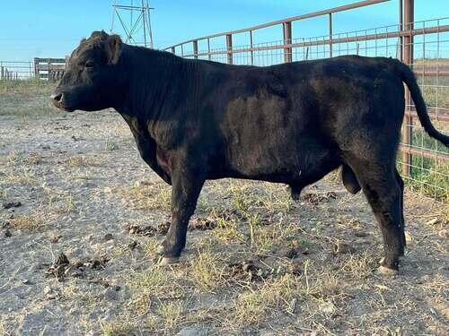 Angus (Angus, Bull) in Regent, ND