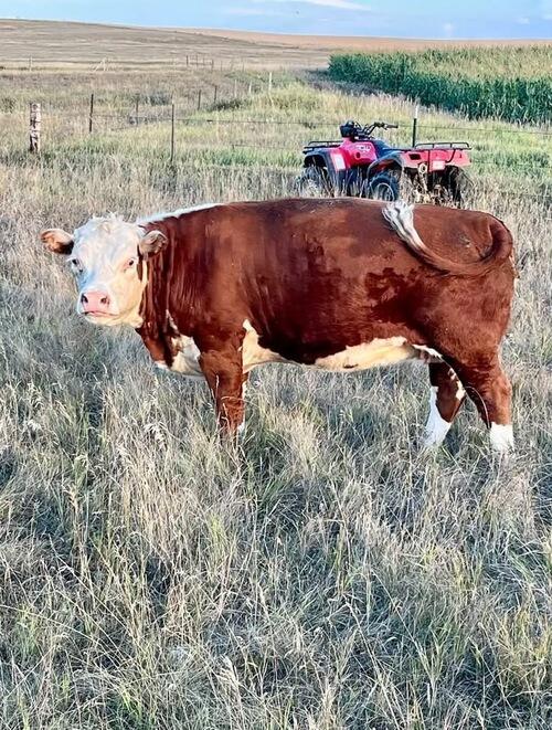 Hereford (Hereford, 4 yrs) in Regent, ND