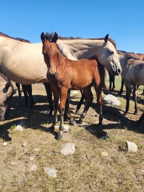 Draft (Percheron, Belgian, Clydesdale, Shire)