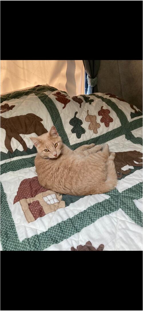 Cat (Cat) in Mandan, ND