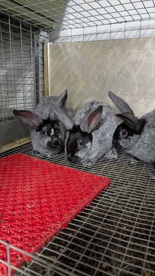 Purebred Champagne Dargent Rabbits 3 Available | Lincoln, ND