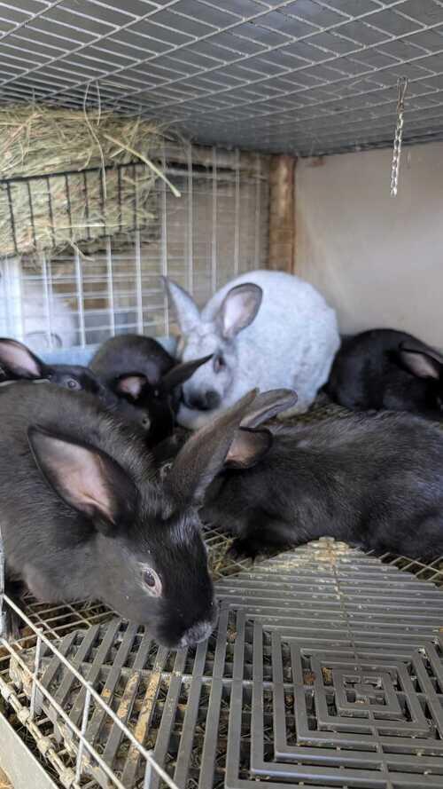 Champagne D'argent Rabbits for sale! | Lincoln, ND