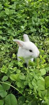 Our Little Rabbitry's Profile Photo