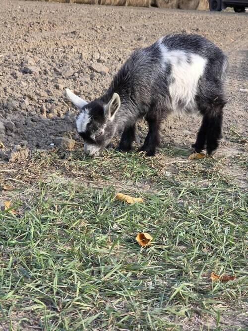 Nigerian Dwarf (Nigerian Dwarf) in Hensler, ND