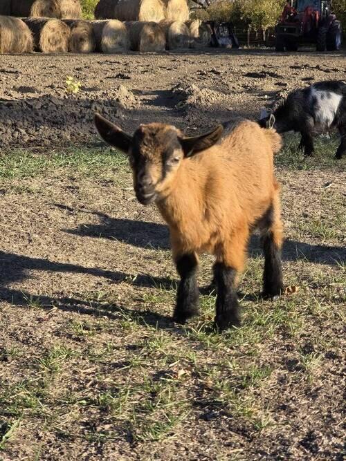 Nigerian Dwarf (Nigerian Dwarf) in Hensler, ND