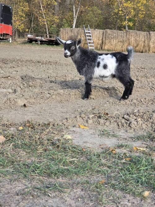 Nigerian Dwarf (Nigerian Dwarf) in Hensler, ND
