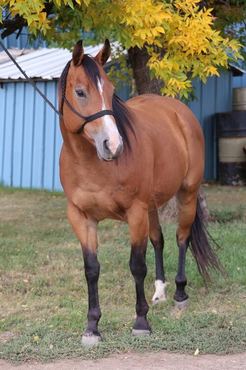 Quarter Horse (Quarter Horse, Mare) in Cartwright, ND