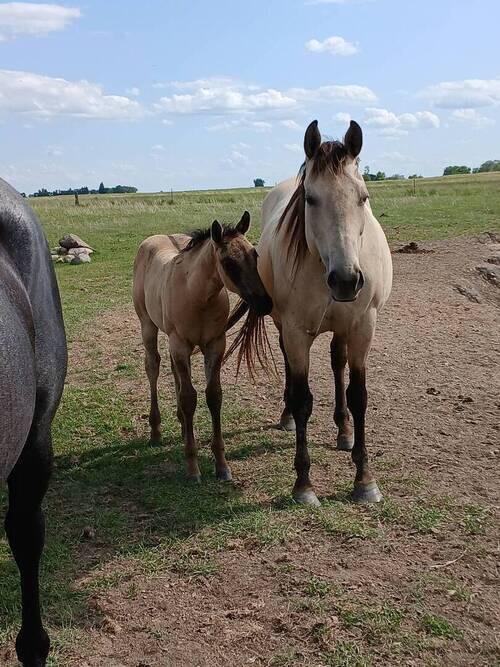 Quarter Horse