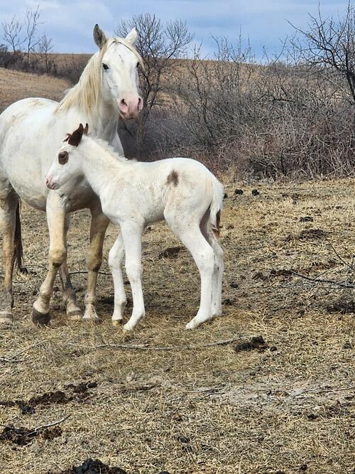 Fancy Jack, W/ the Patch | Stanley, ND