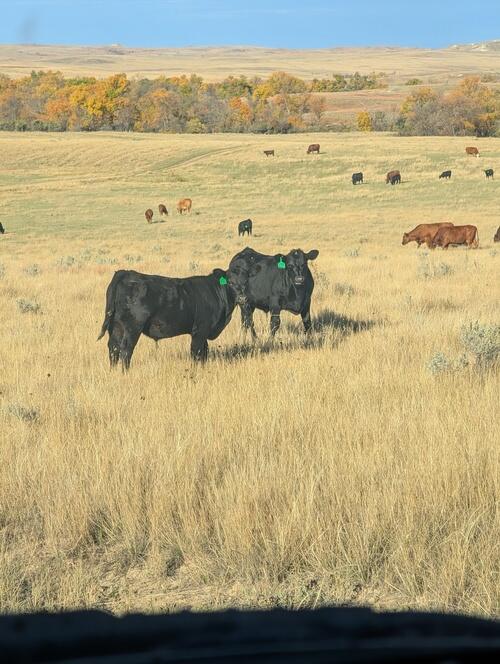 American Milking Devon (American Milking Devon) in Plevna, MT