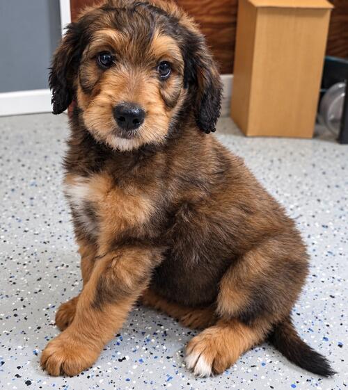 Bernese Mountain Dog