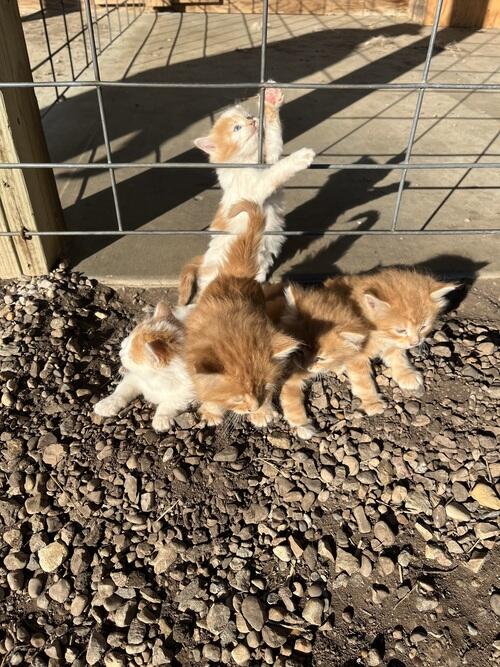 Cat (Cat) in Mandan, ND