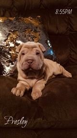 Home Of The Wrinkle's! 's Profile Photo