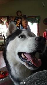 Huskies101's Profile Photo