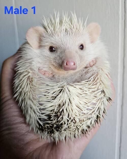 Hedgehog (Hedgehog) in Dickinson, ND