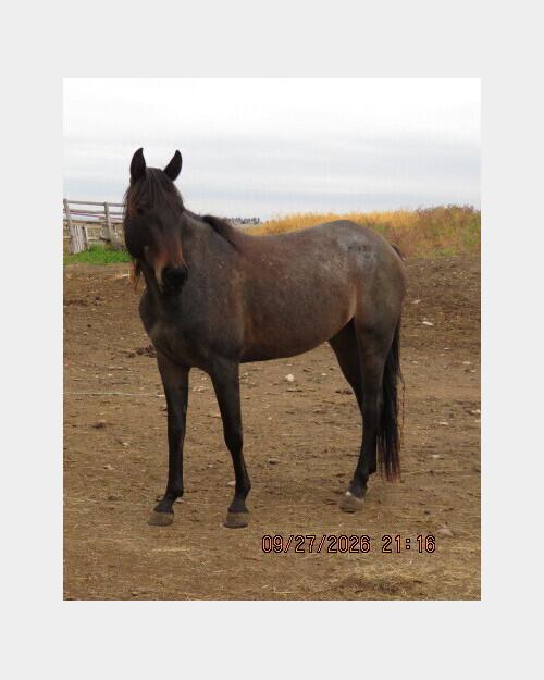 American Quarter (American Quarter, Filly (under 4)) in Sidney, MT