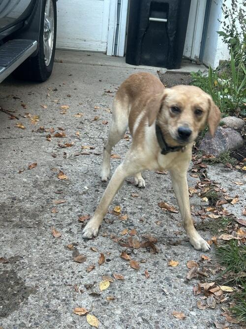 Dog