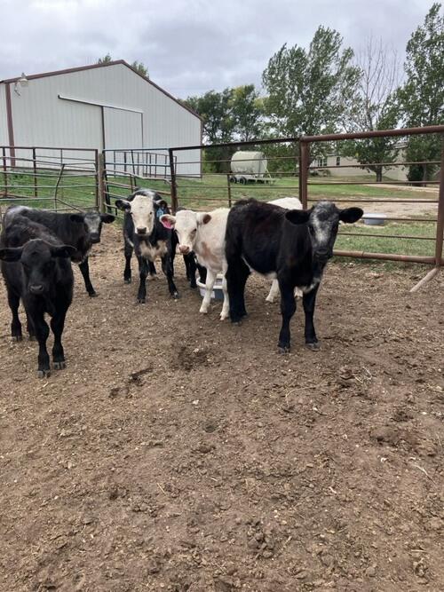 Shorthorn (Shorthorn) in Baldwin, ND