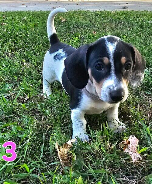 Dog (Dog, Female) in Casselton, ND
