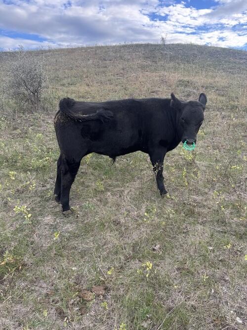 Angus (Angus) in Watford City, ND