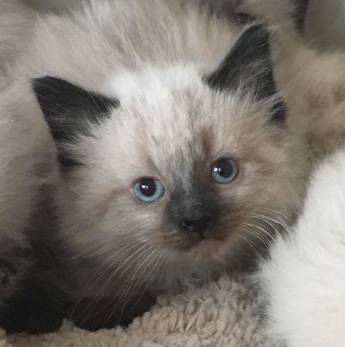 Ragdoll kittens - Profile on BisManOnline