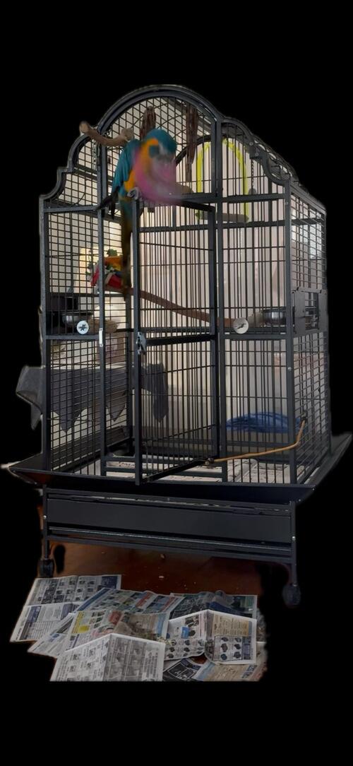 Image showcasing Beautiful Blue Throated Macaw with cage. 12yo. Its time for Grandma to ...