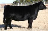 Johnson's Cattle Ranch's Profile Photo