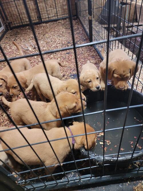 AKC Registered Yellow/Red pointing Labrador Retriever puppies. Welped ...