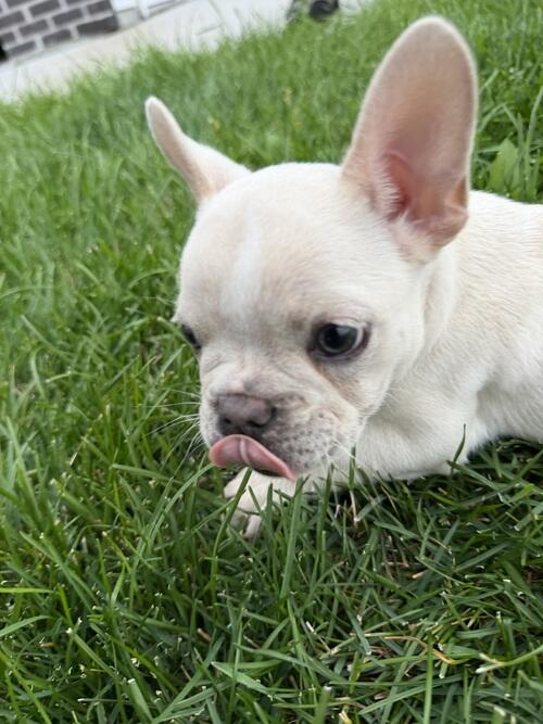 French Bulldog